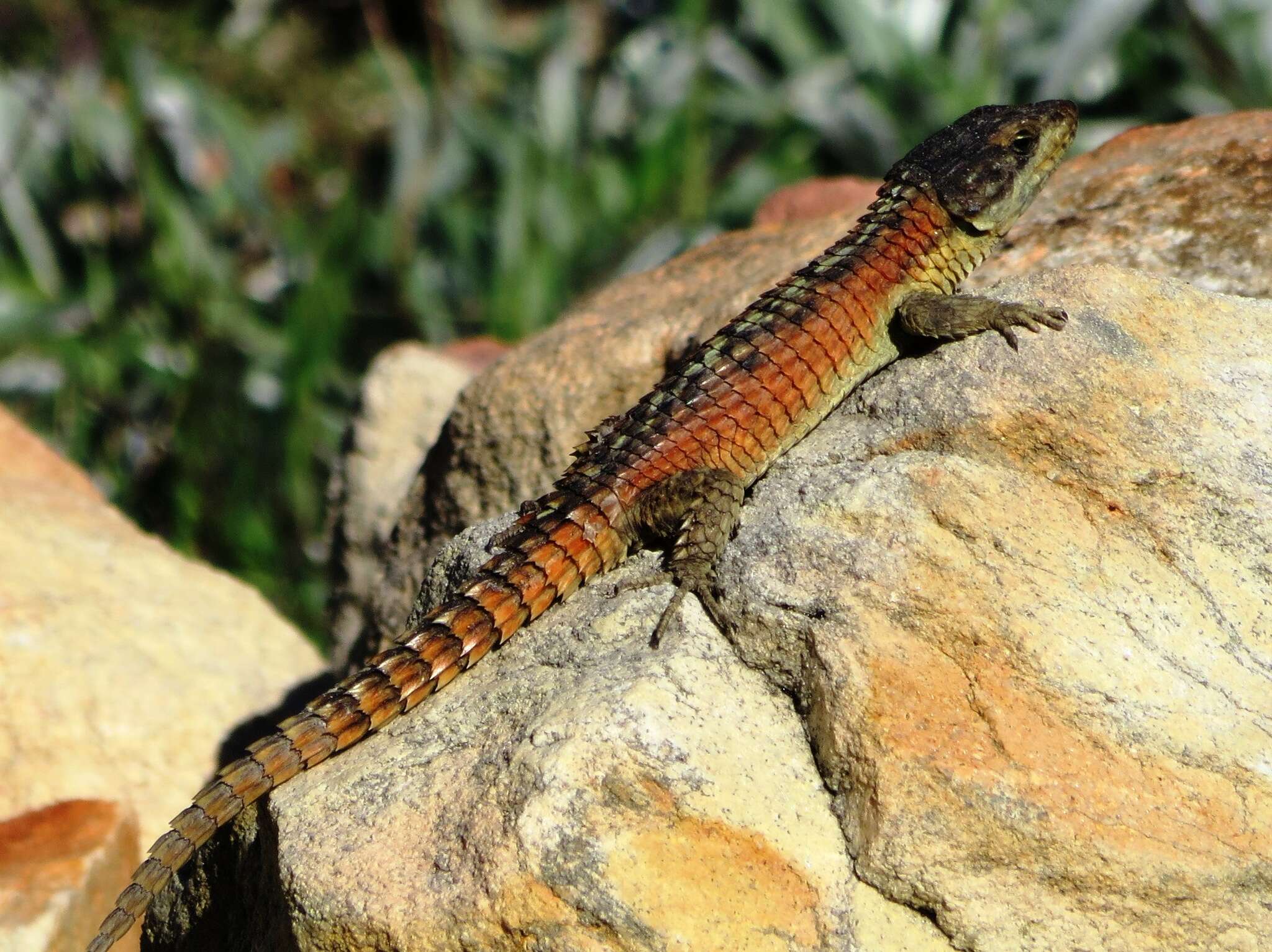 Image de Cordyle commun