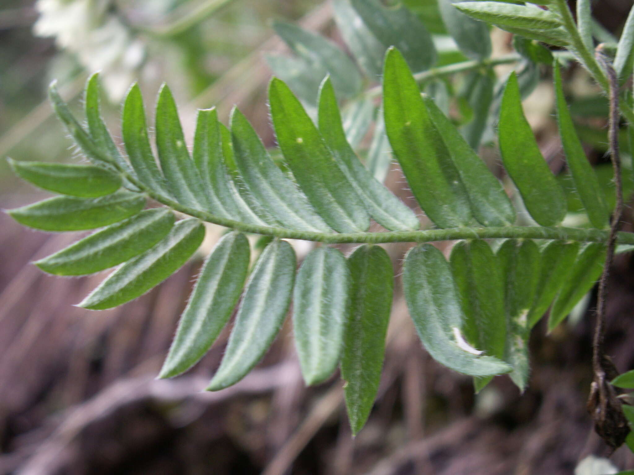 Plancia ëd Oxytropis ochroleuca Bunge