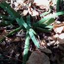 Aloe anivoranoensis (Rauh & Hebding) L. E. Newton & G. D. Rowley resmi