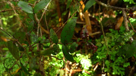 صورة Metrosideros parkinsonii J. Buch.