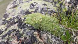 Image of Draba rigida Willd.