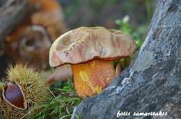 Image of ruddy bolete