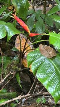 Image of wild plantain