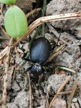 Image of Cychrus caraboides (Linnaeus 1758)