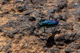 Image of Cicindela (Calochroa) whithillii (Hope 1838)