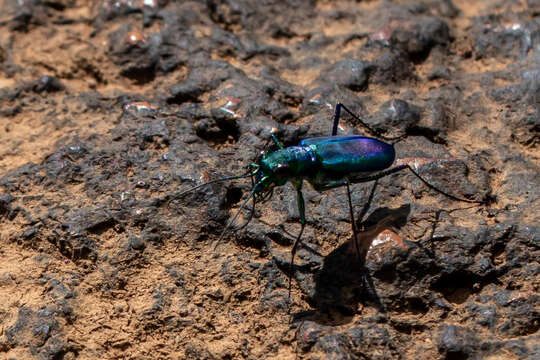 Plancia ëd Cicindela (Calochroa) whithillii (Hope 1838)