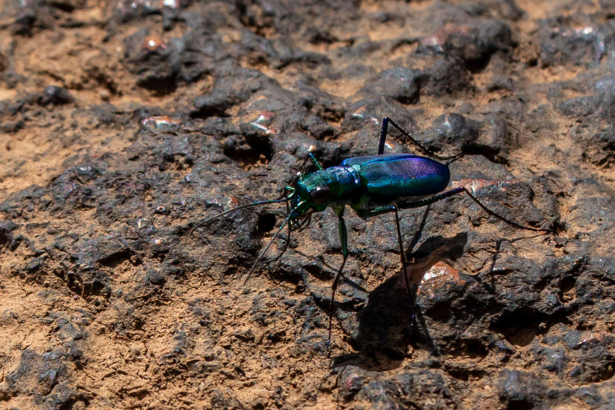 Plancia ëd Cicindela (Calochroa) whithillii (Hope 1838)