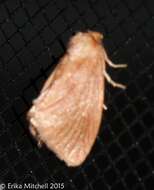 Image of Warm-chevroned Moth