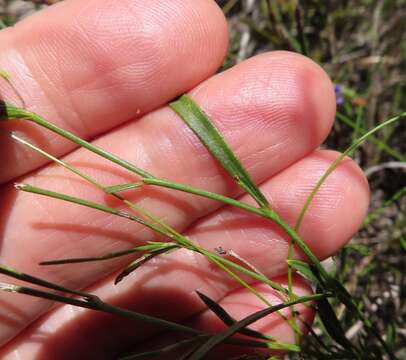 Image of Psoralea laxa T. M. Salter