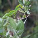 Image of Scarlet-headed Flowerpecker