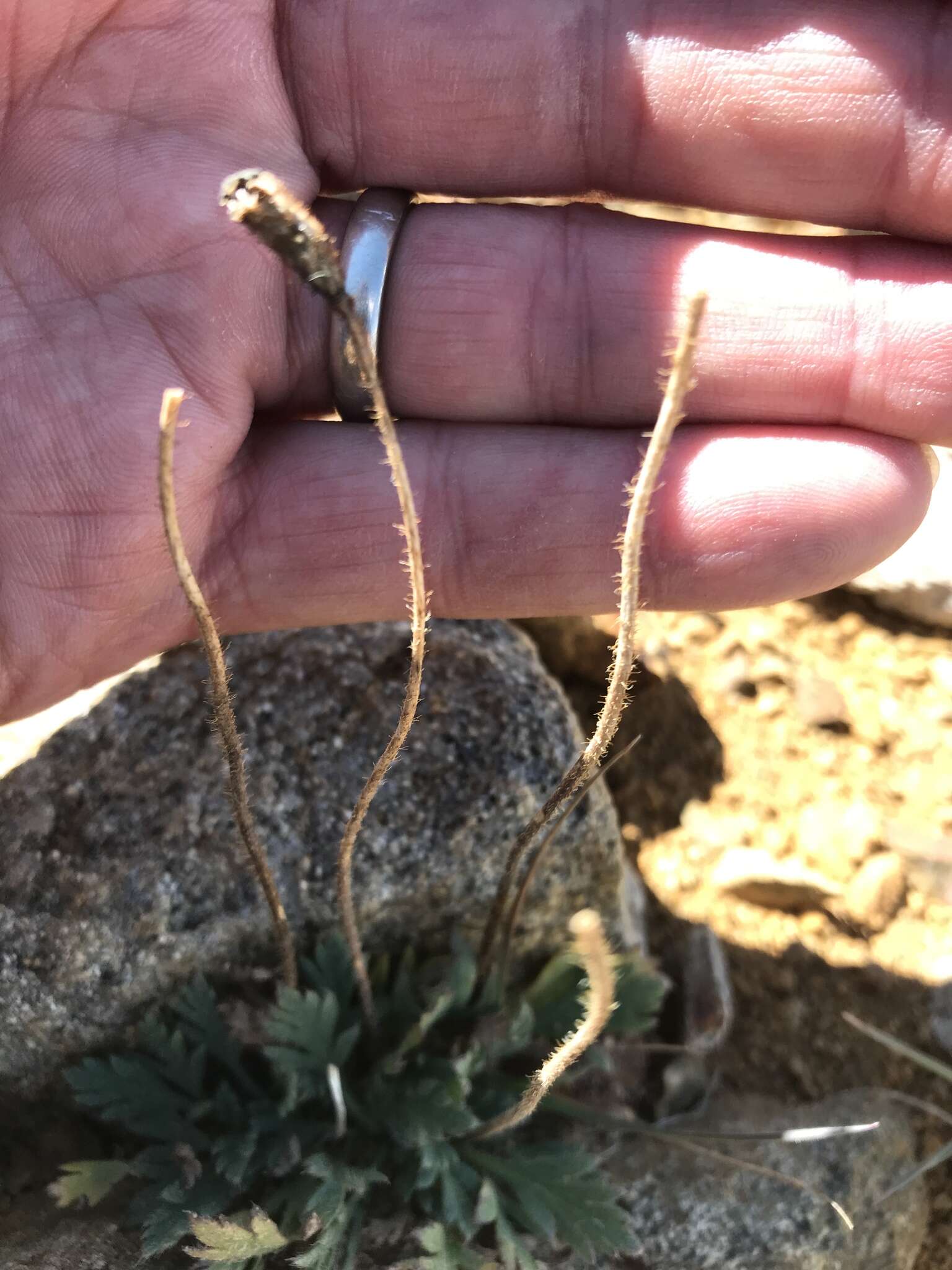 Image of Papaver radicatum subsp. kluanense