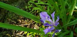 Image of zigzag iris