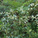 Acacia urophylla Benth. resmi