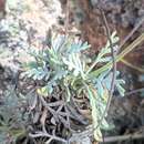 Image of Lavandula pinnata Lundmark