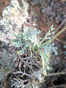 Image of Lavandula pinnata Lundmark