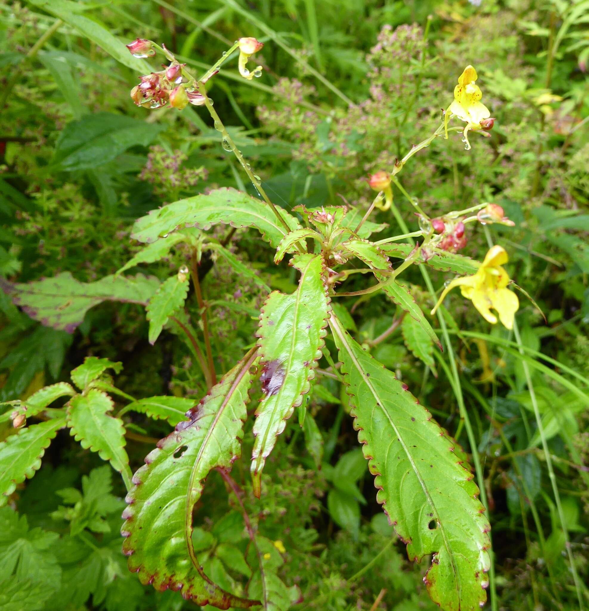 Impatiens racemosa DC. resmi