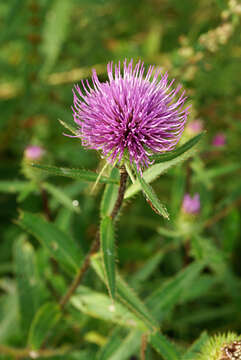 Image of Cirsium vlassovianum Fisch. ex DC.