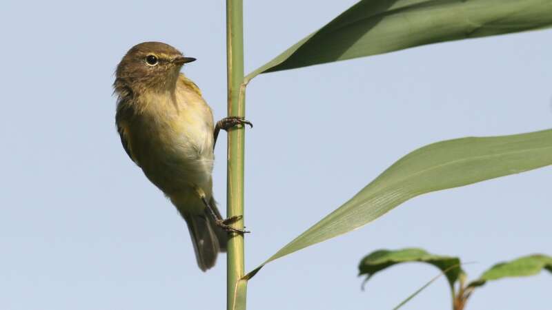 Image of Common Chiffchaff