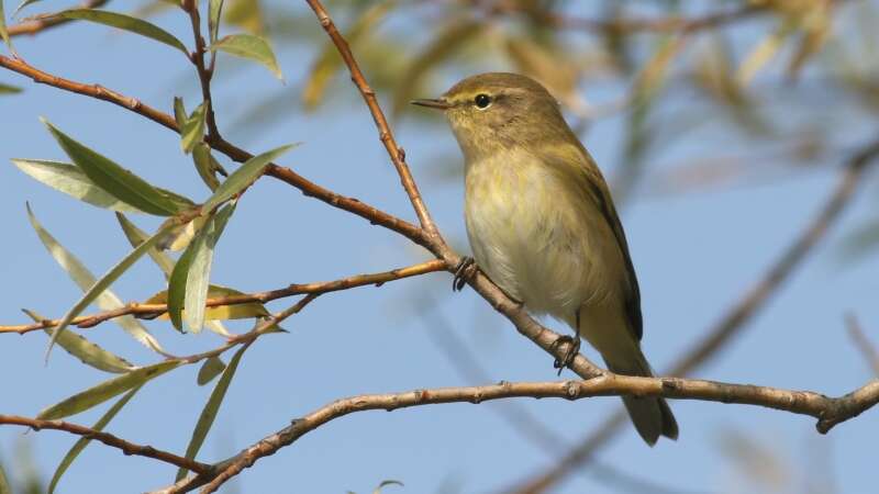 Image of Common Chiffchaff