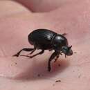 Image of Small Black Dung Beetle