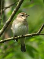 Image of Common Chiffchaff