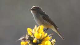 Image of Common Chiffchaff