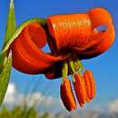 Lilium albanicum Griseb. resmi