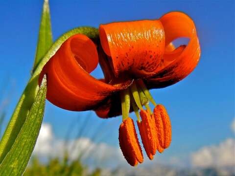 Lilium albanicum Griseb. resmi