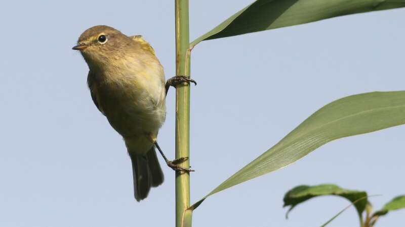 Image of Common Chiffchaff