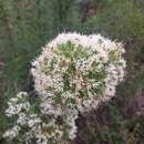 Sivun Hakea ruscifolia Labill. kuva