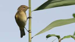 Image of Common Chiffchaff