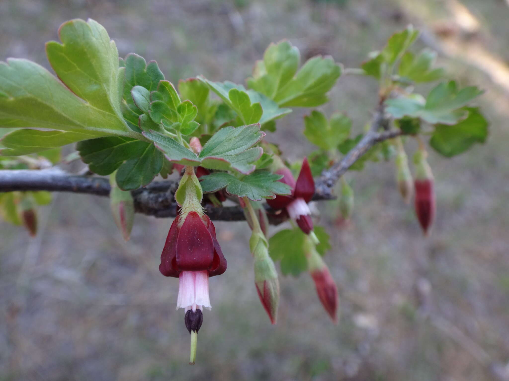 Imagem de Ribes roezlii Regel