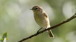 Image of Common Chiffchaff