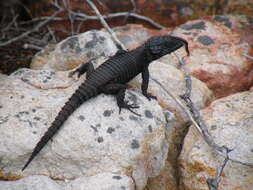 Image of Black girdled lizard