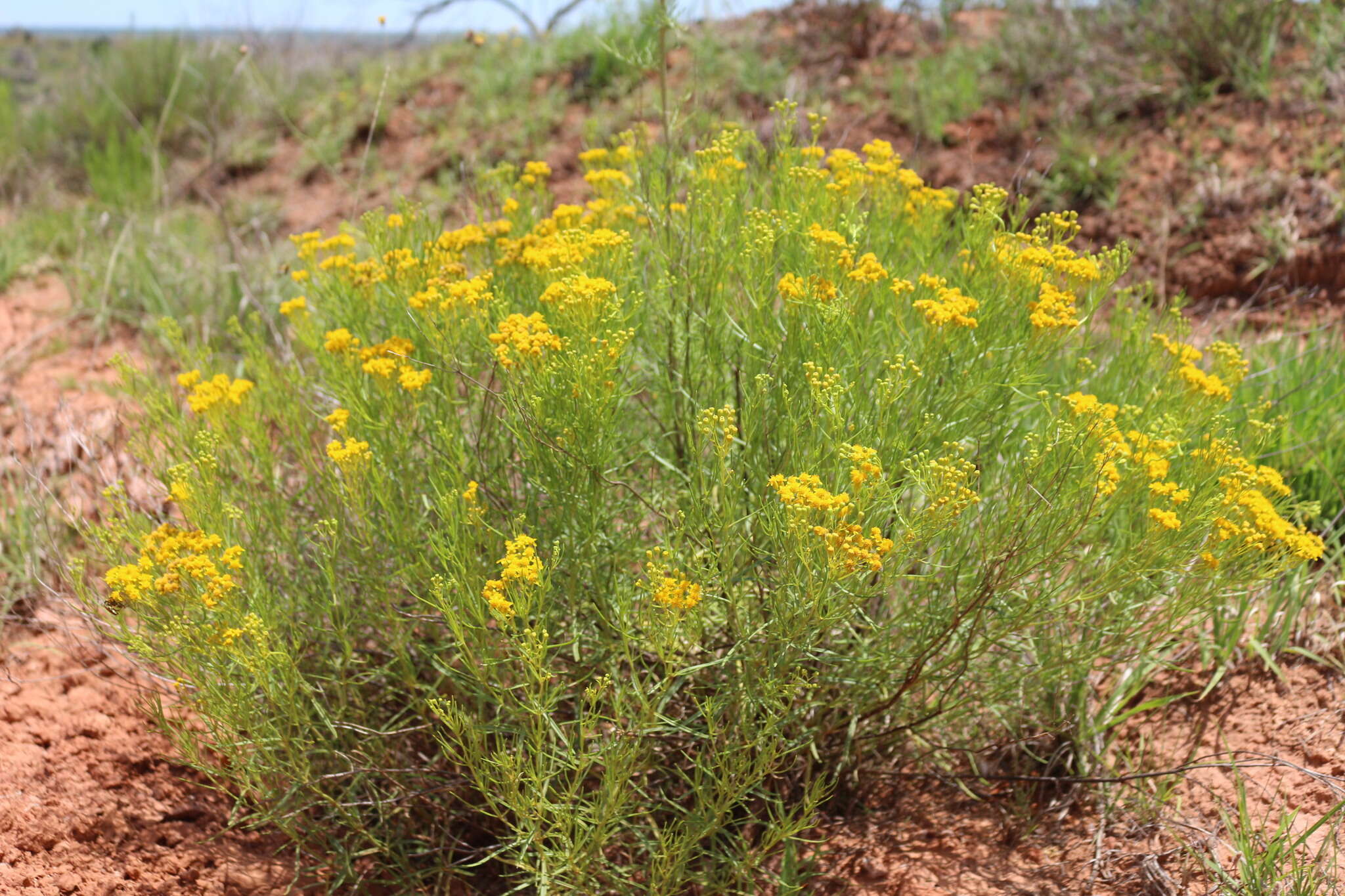 Imagem de Haploesthes greggii var. texana (Coult.) I. M. Johnston