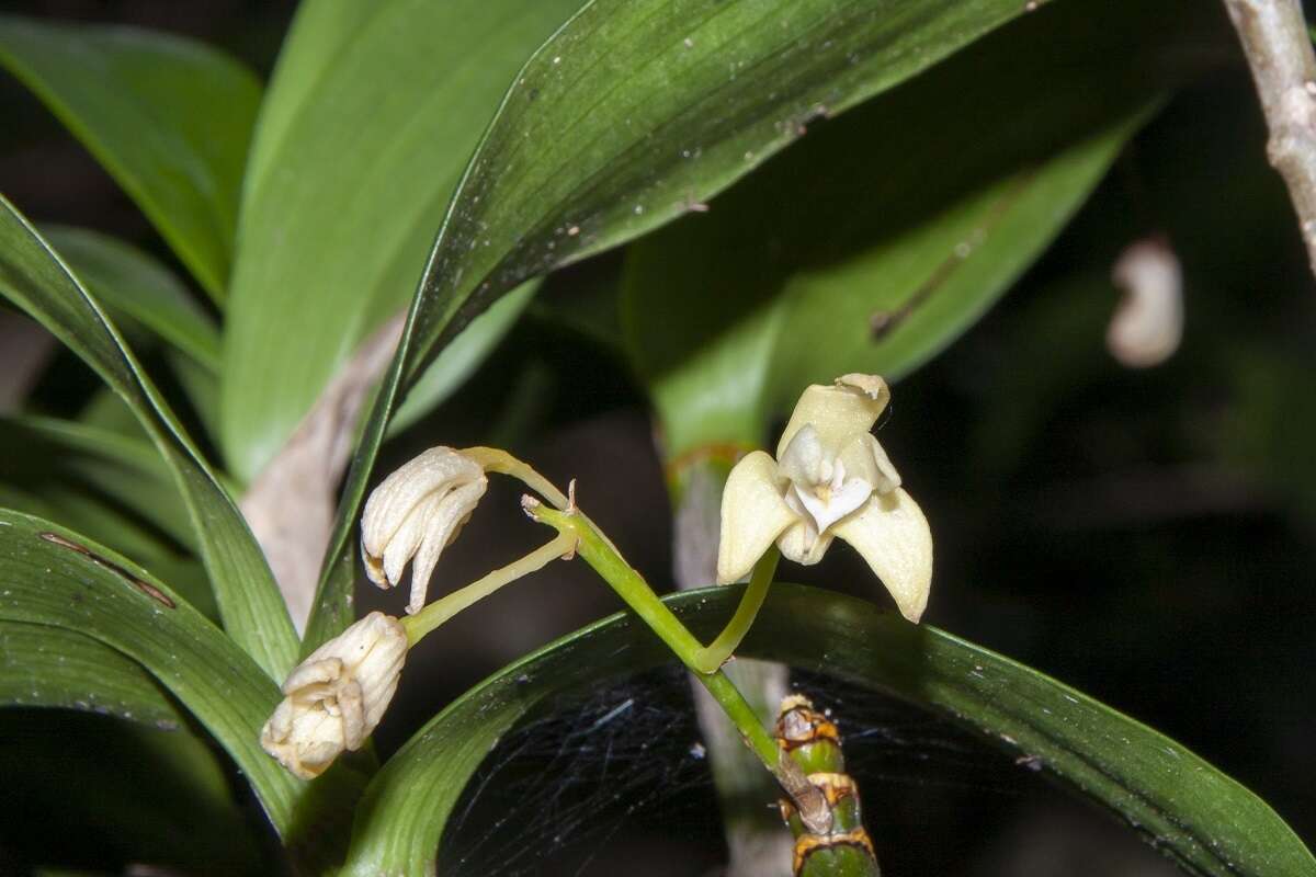 Слика од Dendrobium gracilicaule var. howeanum Maiden