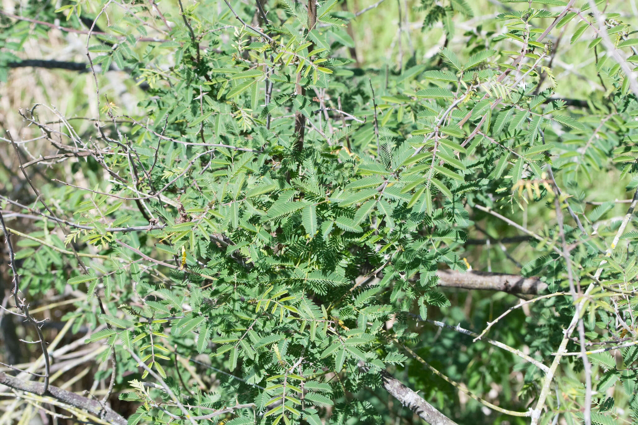 Mimosa asperata L. resmi