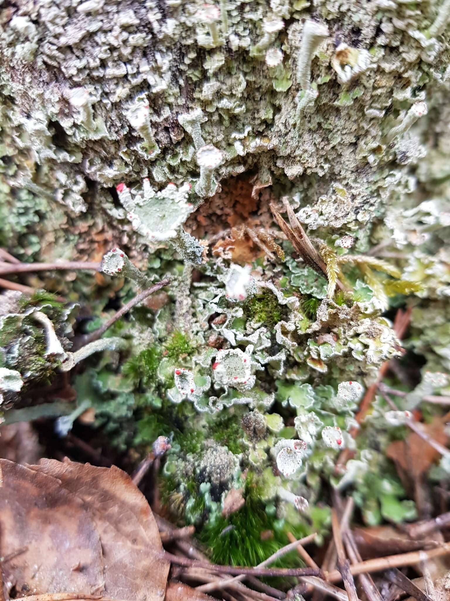 Слика од Cladonia digitata (L.) Hoffm.