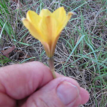 Imagem de Zephyranthes puertoricensis Traub