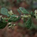 Image of cut-leaf mintbush