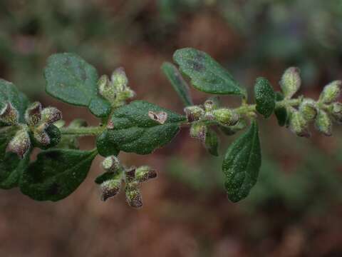 Image of cut-leaf mintbush