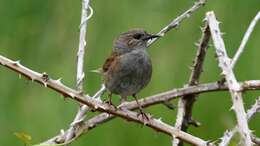 Image of Dunnock