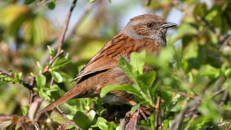 Image of Dunnock