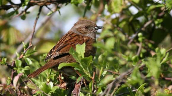 Image of Dunnock