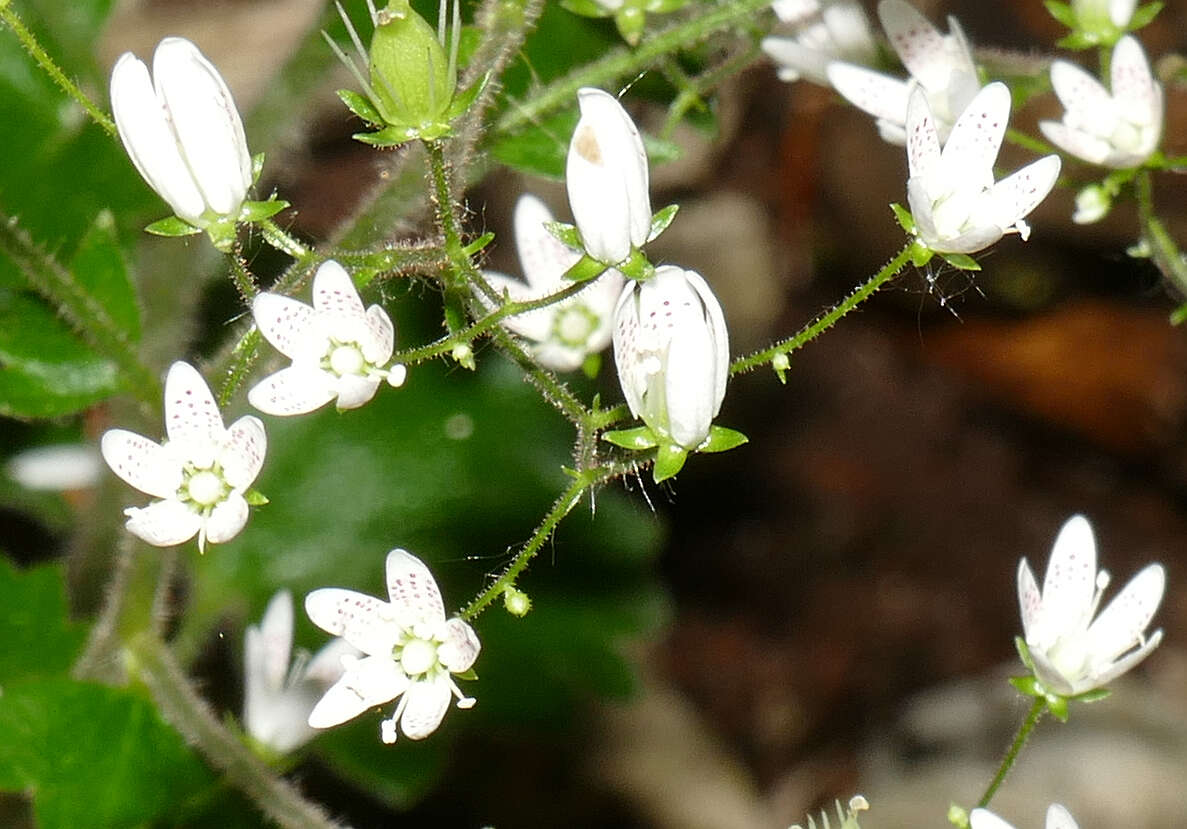 Image of Saxifraga rotundifolia subsp. rotundifolia