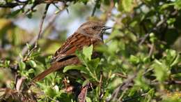 Image of Dunnock