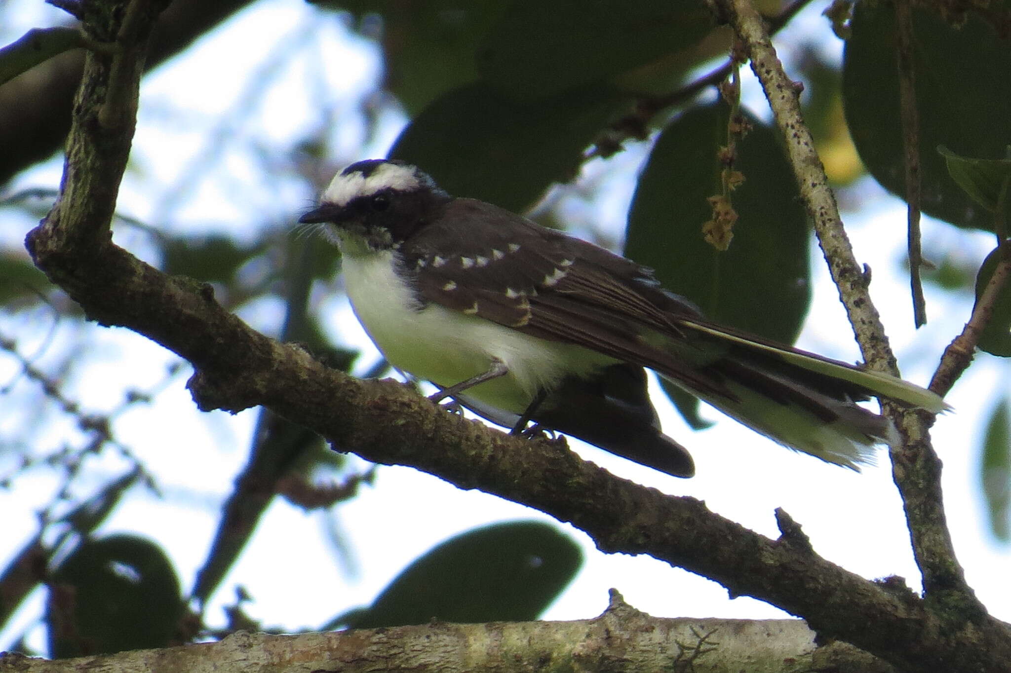 Image of White-browed Fantail