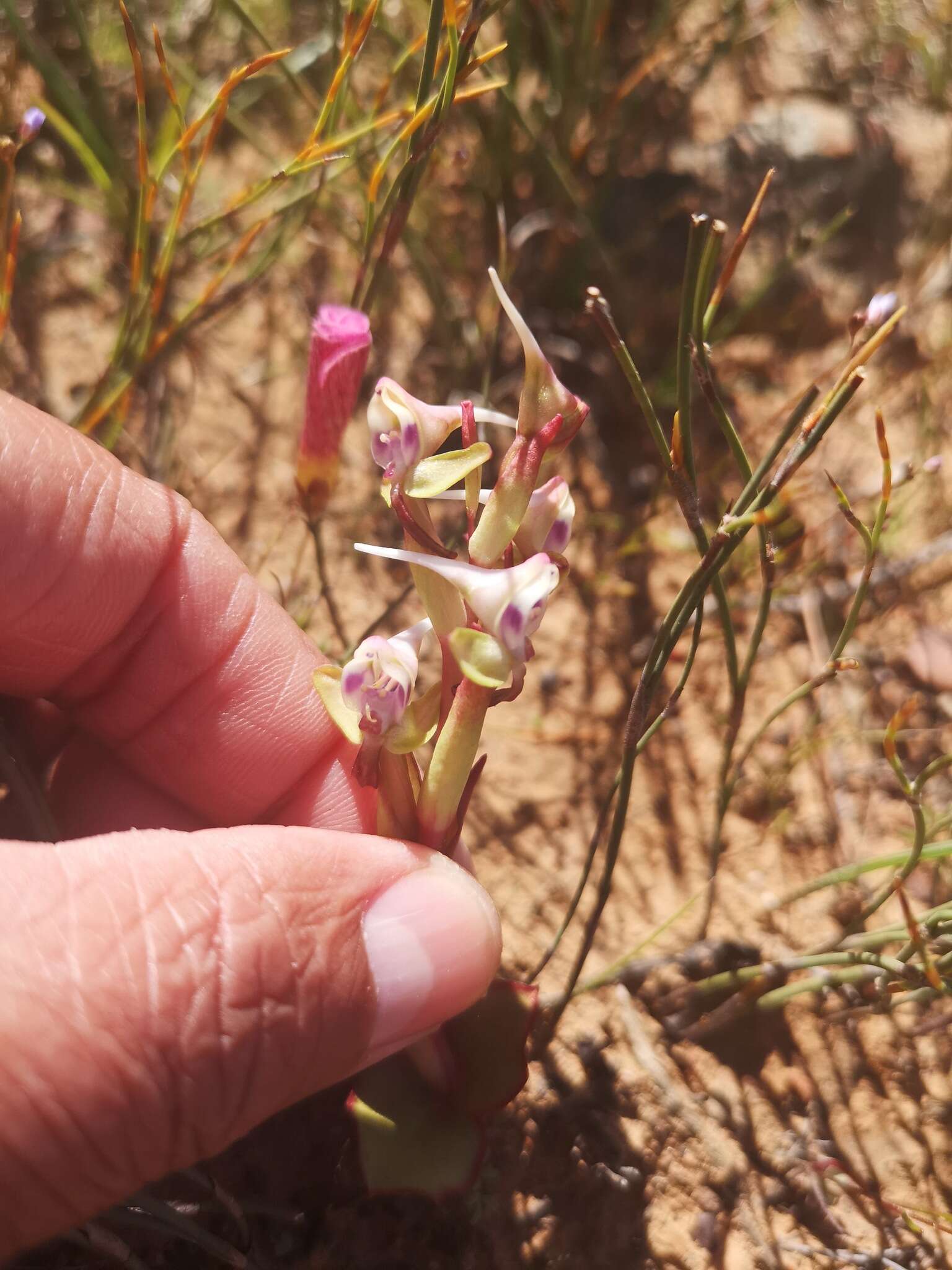 Image of Disa ovalifolia Sond.