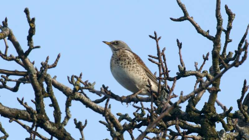 Image of Fieldfare