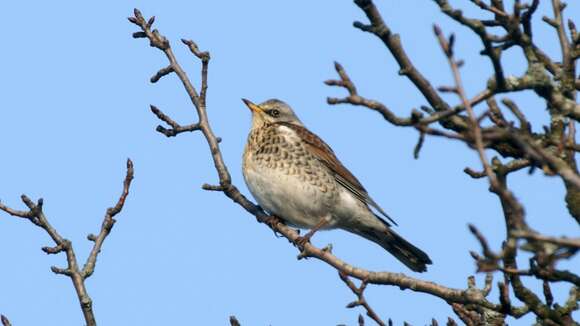 Image of Fieldfare